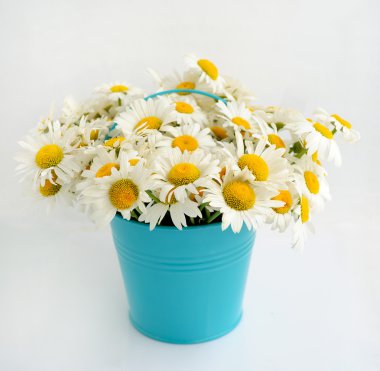 Beautiful bouquet of daisies in a blue bucket clipart