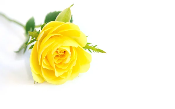 Hermoso fondo de rosas amarillas —  Fotos de Stock