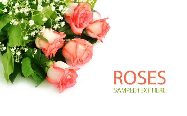 stock image Background with beautiful rose