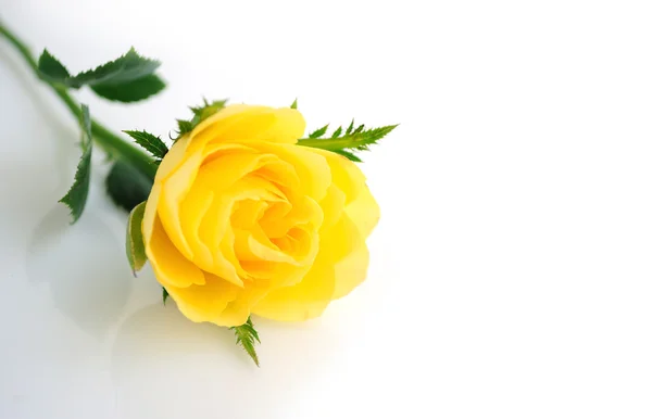 美しい黄色のバラの背景 — ストック写真