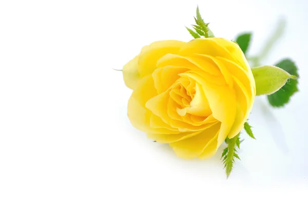 美しい黄色のバラの背景 — ストック写真