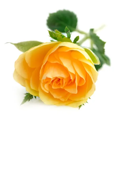 Όμορφα τριαντάφυλλα κίτρινο φόντο — Φωτογραφία Αρχείου