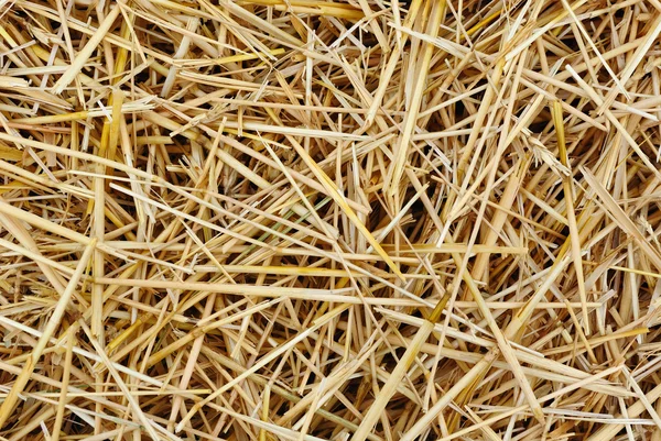 stock image Straw texture background