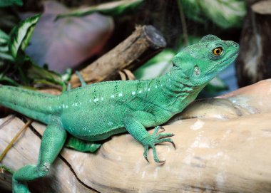 yeşil basilisk kertenkelesi