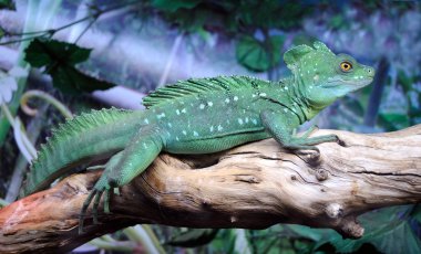 Green Basilisk Lizard clipart