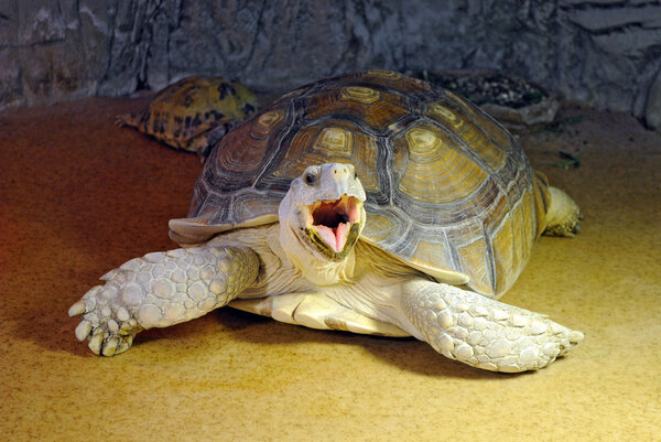 Большая черепаха зевает
