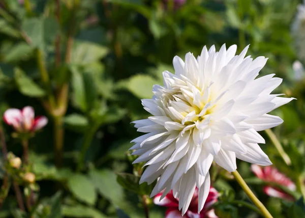 stock image White Dahlia flower in a garden