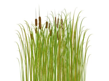 Rush and grass isolated on white background clipart