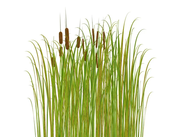 stock image Rush and grass isolated on white background