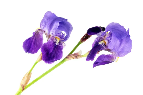 Lily çiçekler mor — Stok fotoğraf