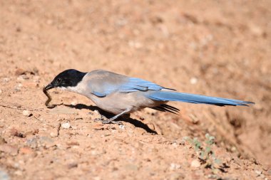 Avrupa woodpigeons