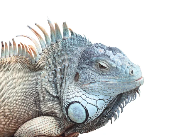 stock image Iguana