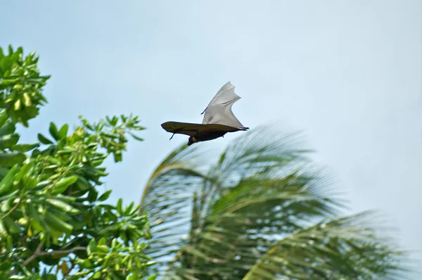 stock image Fruit bat in flight