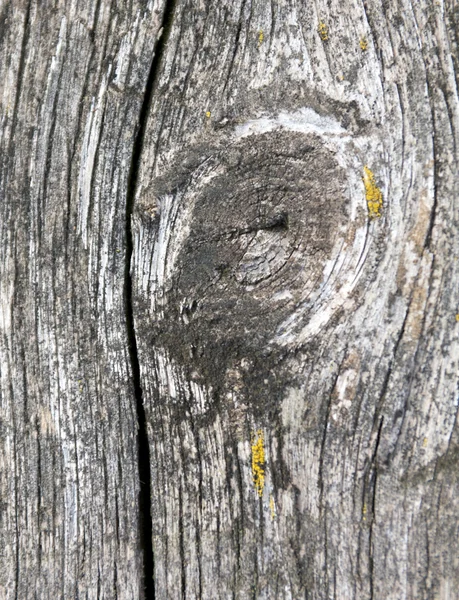 Grunge Timber Knot — Stock Photo, Image