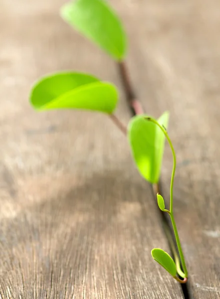 Fragile green plant emerging through wooden stacks — Stock Photo, Image