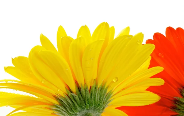Gele en rode gerbera met waterdruppels weergave van onder — Stockfoto