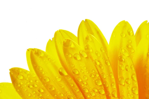 Yellow flower petals with water droplets — Stock Photo, Image