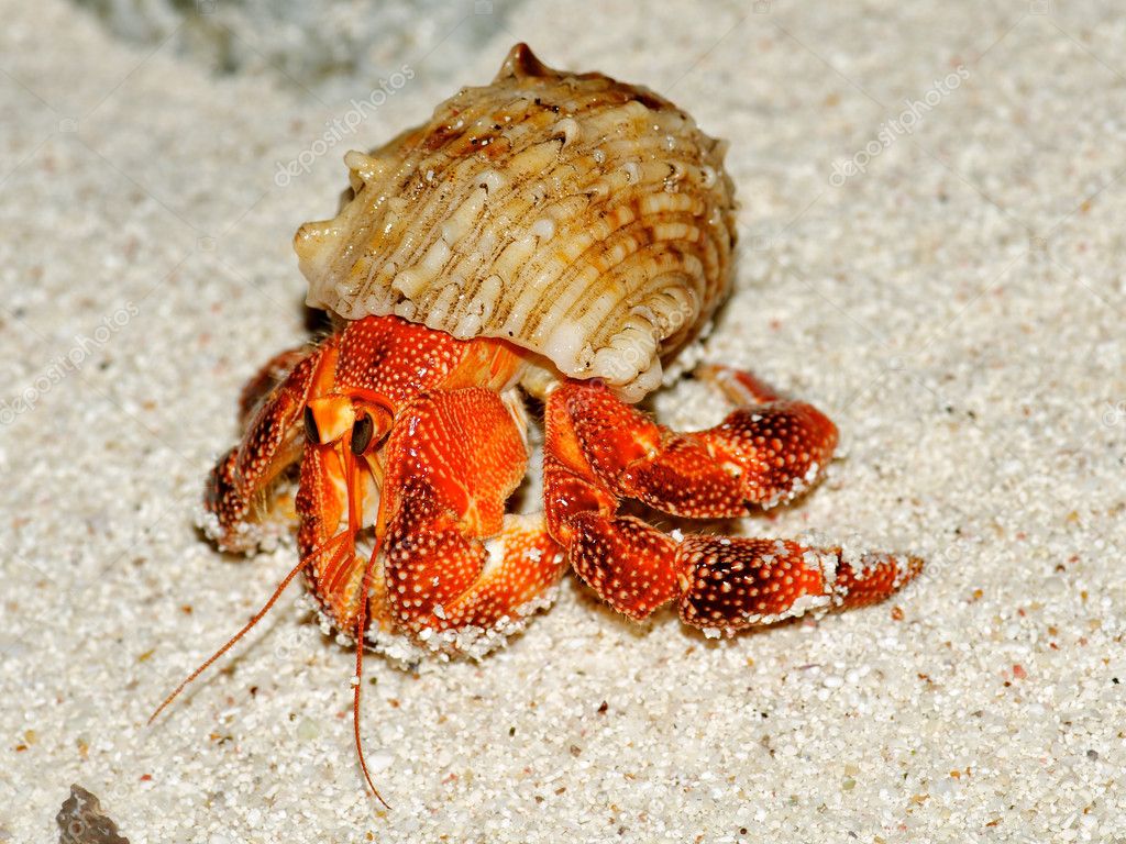 Beautiful hermit crab in his shell closeup Stock Photo by ©zhekos_ 11002954