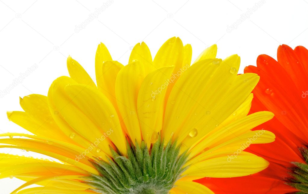 Yellow and red gerbera with water droplets view from under