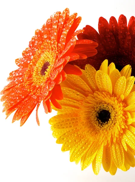 红色、 橙色和黄色的非洲菊鲜花 — 图库照片