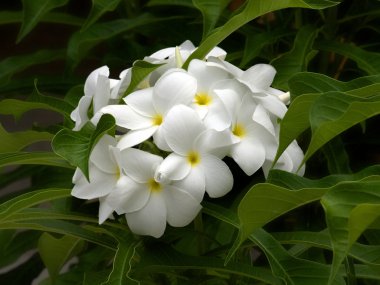 Beyaz plumeria