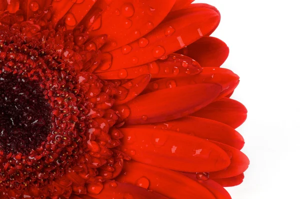 Red gerbera flower closeup — Stock Photo, Image