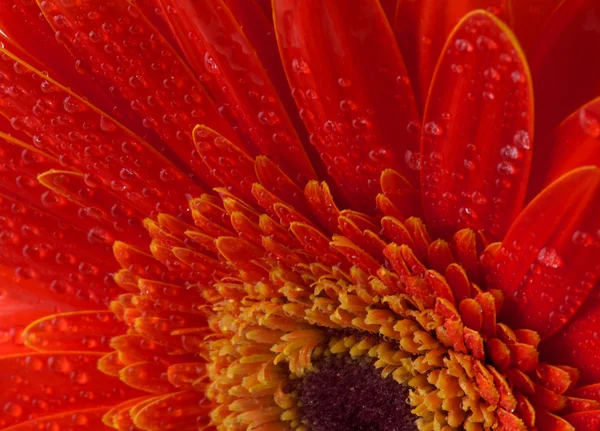 Rode gerbera bloem achtergrond — Stockfoto