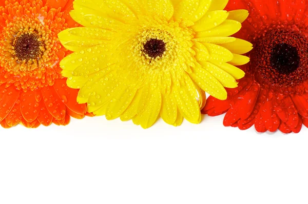 Rote, orange und gelbe Gerbera-Blüten — Stockfoto