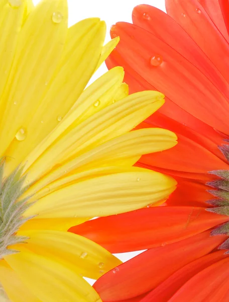 Gerbera view from under — Stock Photo, Image