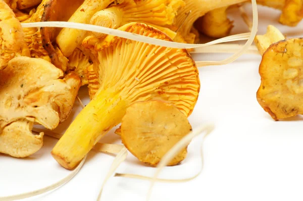 新鲜原料鸡油菌蘑菇 — 图库照片