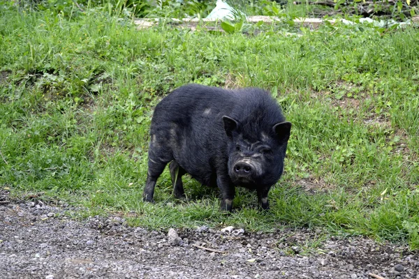 stock image Vietnamese pork