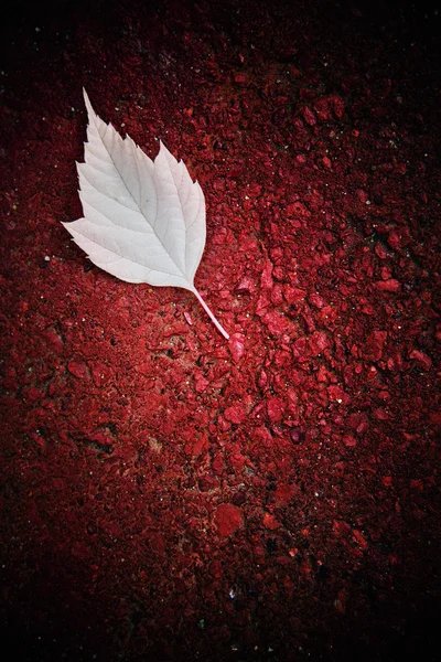 Witte leaf op een baksteen — Stockfoto