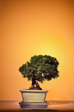 Ardıç bonsai