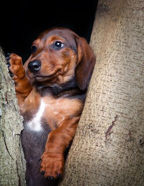 Dachshund Bahçe