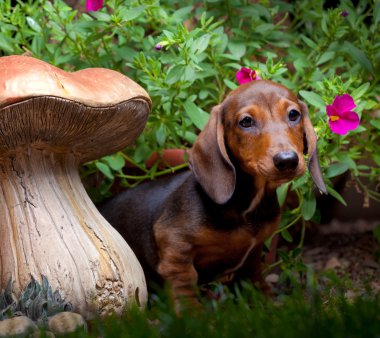 Dachshund in a garden clipart