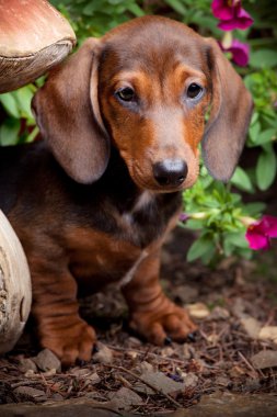 Dachshund Bahçe