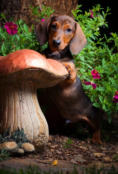 stock image Dachshund in a garden