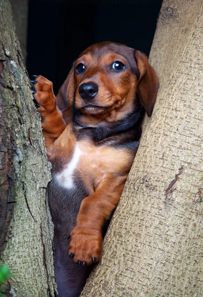 Είδος γερμανικού κυνηγετικού σκύλου σε έναν κήπο — Φωτογραφία Αρχείου
