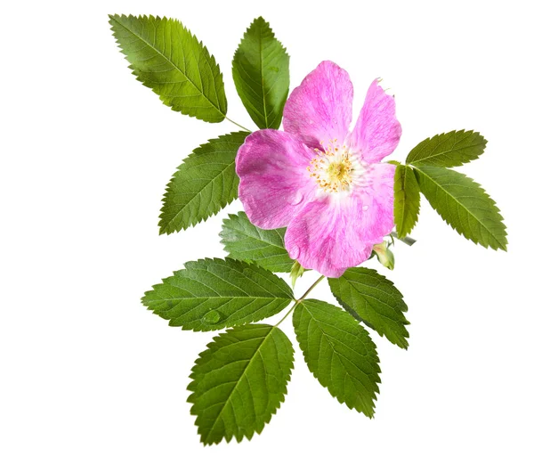 Pink rose hip bloem — Stockfoto