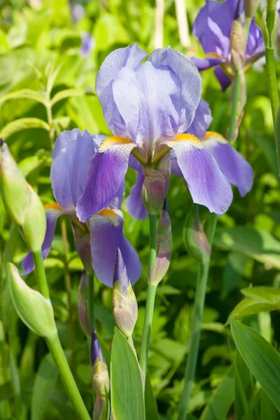 Iris del giardino — Foto Stock