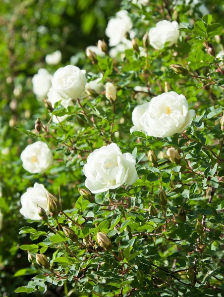 低木で、白いバラ ロイヤリティフリーのストック画像