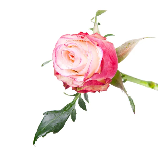 Pink Rose flower — Stock Photo, Image