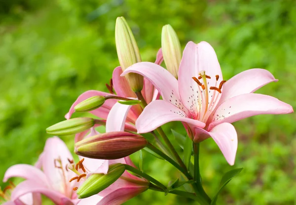 stock image Pink lilies