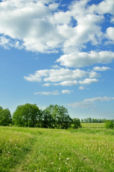 stock image Summer field landscape