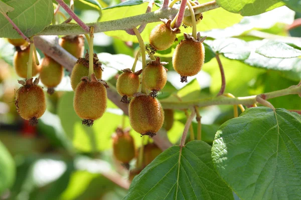 stock image Kiwi fruit - growth