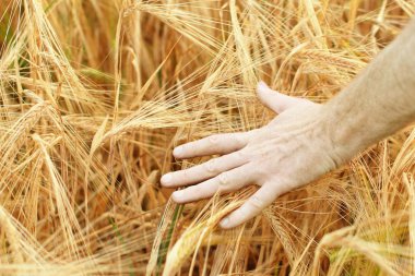 buğday alanında el