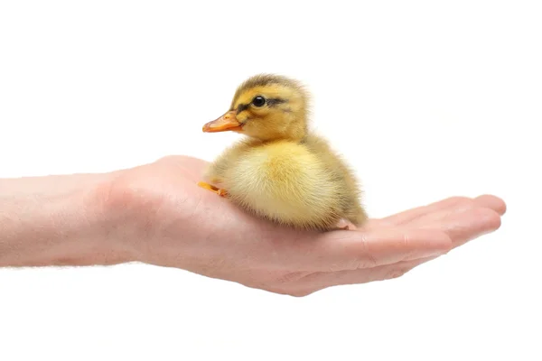 只手握住小鸭-动物保护的概念 — 图库照片