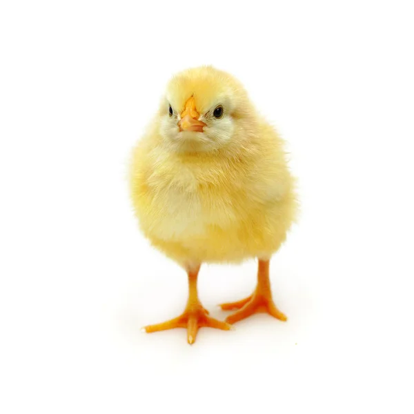 鸡-幼鸟 — 图库照片