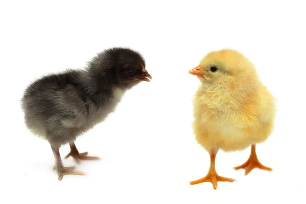 Comunicação e relacionamento - amigos galinhas — Fotografia de Stock