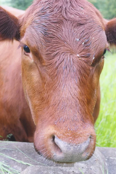Καφετιά αγελάδα γαλακτοπαραγωγής — Φωτογραφία Αρχείου